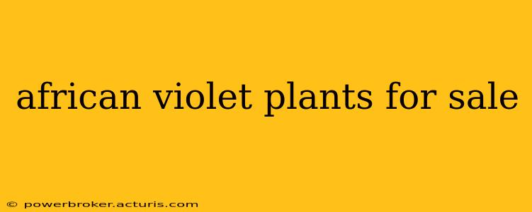 african violet plants for sale