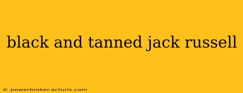 black and tanned jack russell