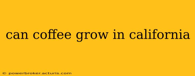 can coffee grow in california