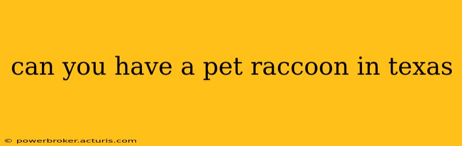 can you have a pet raccoon in texas