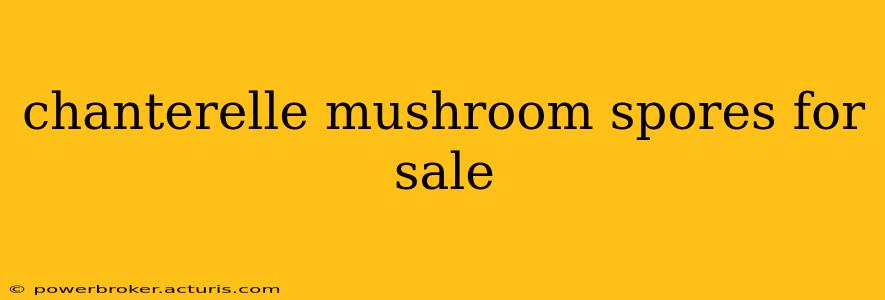 chanterelle mushroom spores for sale