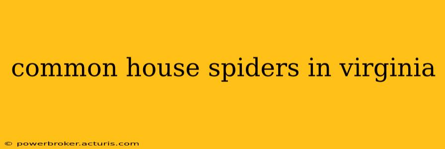 common house spiders in virginia