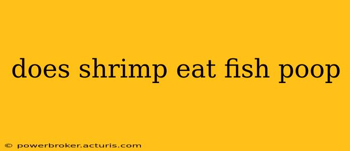does shrimp eat fish poop