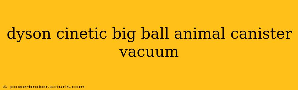 dyson cinetic big ball animal canister vacuum