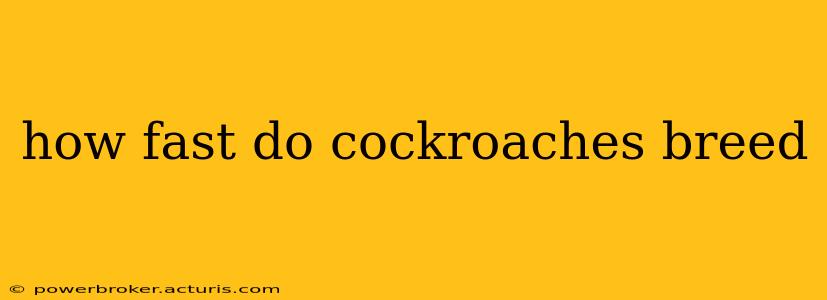 how fast do cockroaches breed