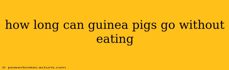 how long can guinea pigs go without eating