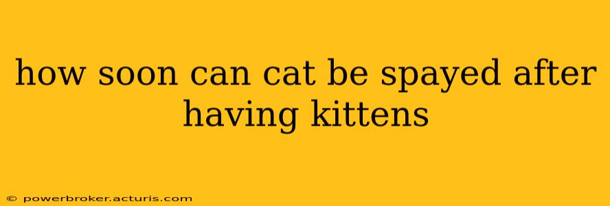 how soon can cat be spayed after having kittens