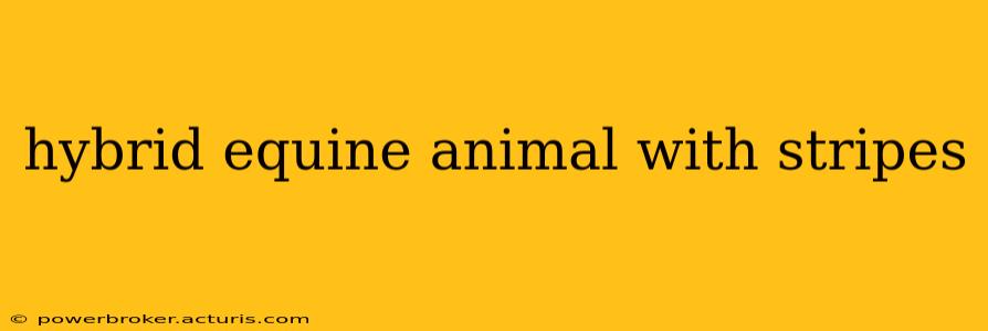 hybrid equine animal with stripes