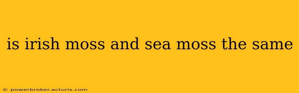 is irish moss and sea moss the same