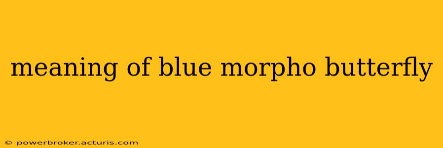 meaning of blue morpho butterfly