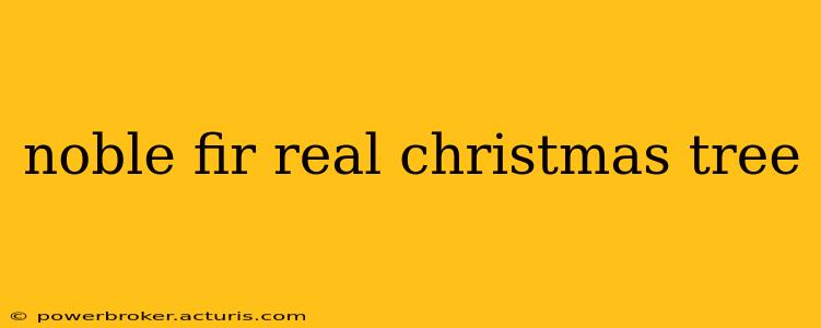 noble fir real christmas tree