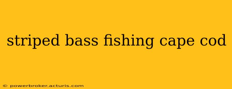 striped bass fishing cape cod