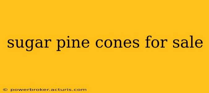sugar pine cones for sale