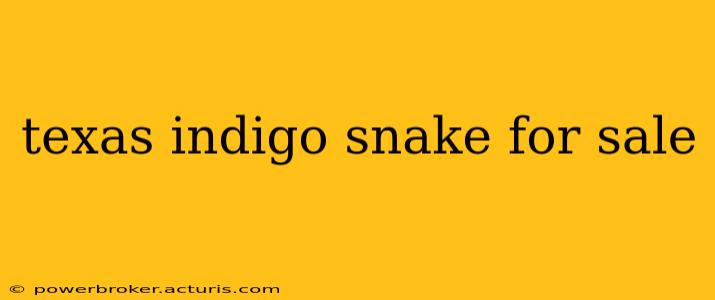 texas indigo snake for sale