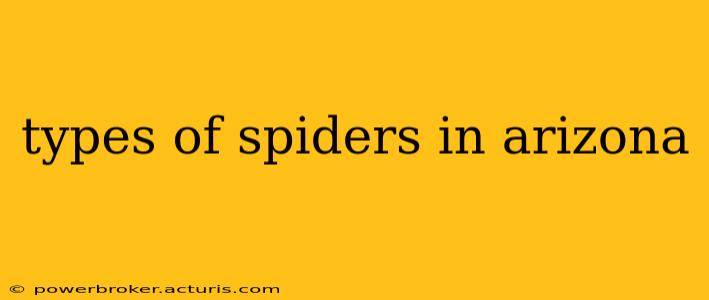 types of spiders in arizona