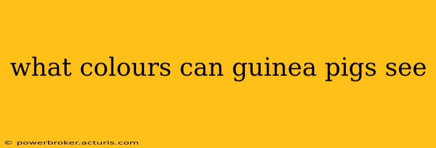 what colours can guinea pigs see