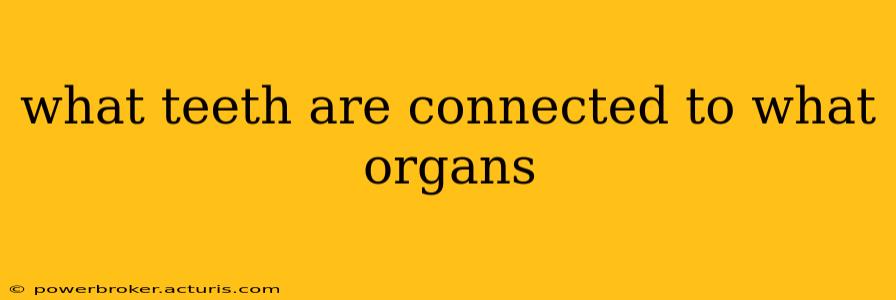what teeth are connected to what organs