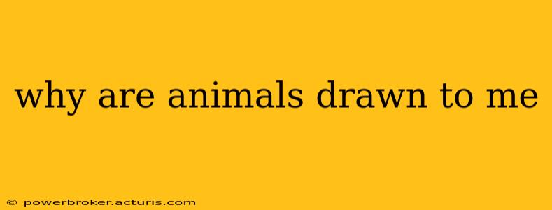 why are animals drawn to me
