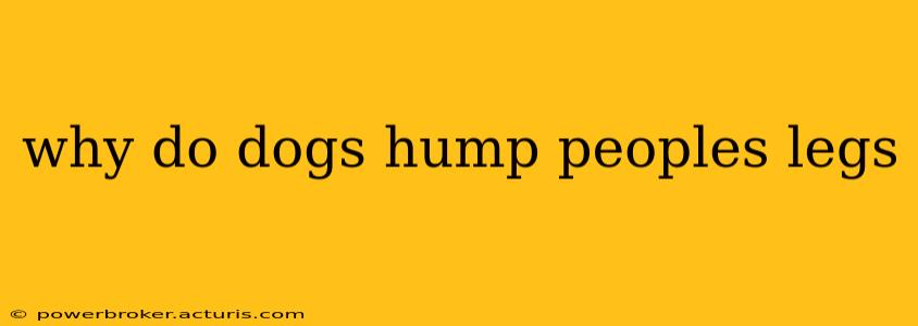 why do dogs hump peoples legs